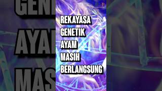 REKAYASA GENETIK AYAM Masih Berlangsung [upl. by Anauqaj]