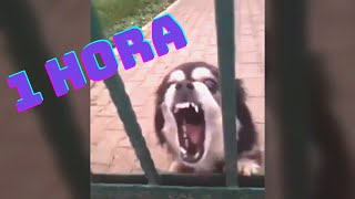 Perro ladrando en reversa 1 HORA  Meme TikTok [upl. by Keefe]