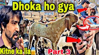 Dhoka ho gya  New Update Bakra Mandi  Goat mandi  Qurbani 2024  Umair Yasir Wattoo Vlogs [upl. by Nywde]