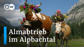 Almabtrieb im Alpbachtal  DW Reporter [upl. by Lehcir16]