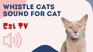 WHISTLE CAT CALL ˶•ﻌ•˵ Sounds that attract cats 🐱 Your cat will come running to you CAT TV [upl. by Hammond]