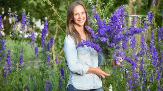 How to grow and harvest larkspur for fresh or dried arranging  Northlawn Flower Farms [upl. by Eryt]