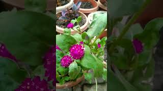 12 mahine phul Dene wala plant gomphrena flower plant viralshorts shorts viralgarden [upl. by Ulu]