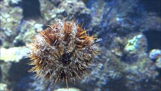 common sea urchin  Echinus esculentus  Essbarer Seeigel deutlich sichtbare Ambulakralfüßchen [upl. by Eelyrag]