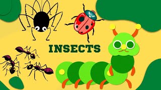 INSECTS amp BUGS Names of Insects with Videos for Kids [upl. by Sale]