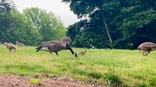 Goslings In Nature  May 8 2024 goose gander water birds [upl. by Broddie]