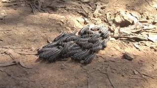 Group of Spitfire sawfly larvae  crossing the road  Wollemi National Park [upl. by Malka618]