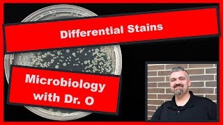 Differential Stains Microbiology [upl. by Arikal218]