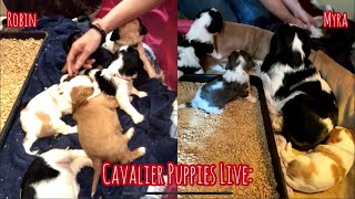 Cavalier Puppy Live Stream Robin amp Myras Puppies on Splitscreen [upl. by Fredric85]