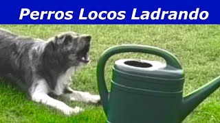 Perros Locos Ladrando Perros ladrando muy fuerte [upl. by Ploch]