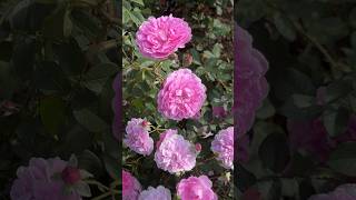 Harlow Carr amp Olivia Rose Austin David Austin 🩷🩷 from Huntington Rose Garden 🌹 [upl. by Ytte]