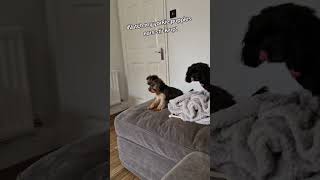 Watch my yorkie puppies ears stand up over 6 months [upl. by Rednave]