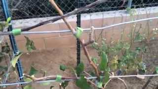 High Density Espalier Gardener  Apples amp Jujubes 031315 Update [upl. by Notled564]