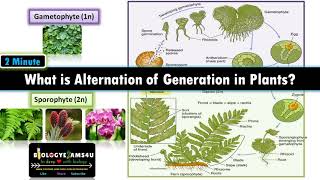 Life Cycle Of Moss Bryophytes Alternation of Generation [upl. by Renate]