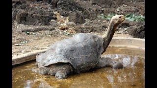 Pinta Island tortoise [upl. by Washington194]