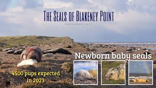 The Seals of Blakeney Point [upl. by Yngiram]