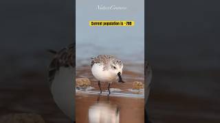 Critically endangered beautiful spoonbilled sandpiper nature shorts [upl. by Remark]