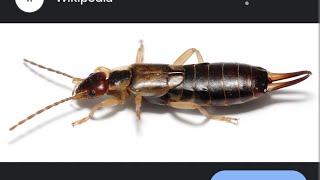 НЕ БОЙТЕСЬ УХОВЕРТКУ ОНА НЕ КУСАЕТСЯ Forficula auricularia Earwig Dermaptera энтомология [upl. by Ibrahim]