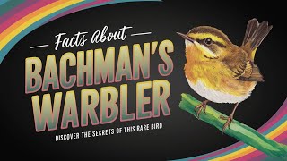 Discovering Bachmans Warbler 50 Fascinating Facts [upl. by Akcire573]