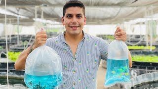 Peces de ornato  40 millones de ejemplares anuales en producción  Peces Transgénicos Pez angel [upl. by Byrdie]