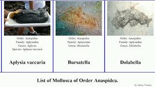 List of Mollusca of Order Anaspidea aplysia dolabrifera sea argus hare juliana gigantea punctatus [upl. by Reemas]