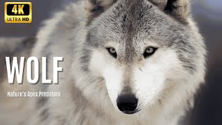 WOLF Guardians of the Forest  Legends and Truths  Hindi Wildlife Kingdom Documentary [upl. by Illyes175]