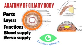 The eyelids Anatomy mbbs education bds headandneckanatomy eyelid [upl. by Inar]