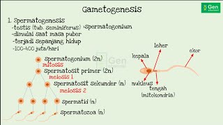 Materi Gametogenesis [upl. by Nadual]