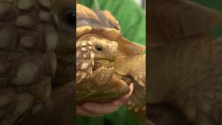 Fun facts about tortoises while Push Pop enjoys her meal 🥬🐢 shorts tortoise sulcata alveus maya [upl. by Pascasia]