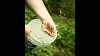 Harvesting and winnowing garlic mustard seeds [upl. by Stedmann]