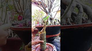 CARA MEMPERBANYAK CABANG ADENIUM bonsai adeniumbonsai tanamanhias gardeningtrending shorts [upl. by Pincas]