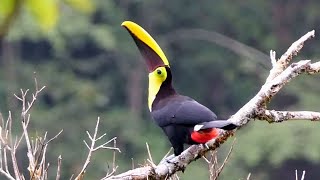 Yellowthroated Toucan calling [upl. by Flatto]