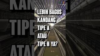 Lebih Bagus Kandang TIPE A Atau TIPE H Ya [upl. by Candy967]