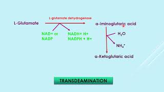 Transdeamination amp ammonia transport [upl. by Yeltnerb498]