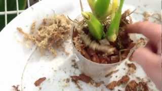 Orchid care How to rescue an Orchid repotting and roots tutorial pt 2 quot How to care for Orchidsquot [upl. by Haidadej821]