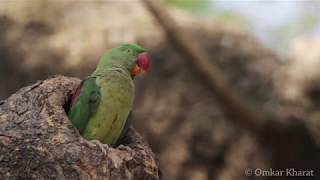 Behaviour of Alexandrine Parakeet Female Parrot [upl. by Lichter]