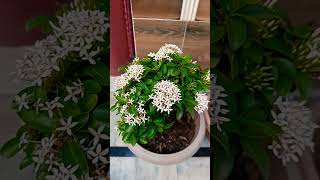 Rangan ixora plant 🤗🪴🪴 [upl. by Innes]