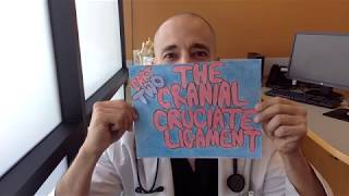 Cranial Cruciate Ligament Part 2 The lateral suture technique explained for ligament tears [upl. by Viquelia]