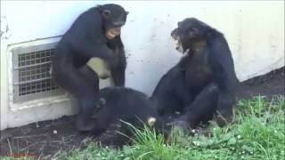 Chimps playing at Tama Zoo 1Decky Gin amp Fubuki 2Bonbon amp Fubuki [upl. by Kermie]