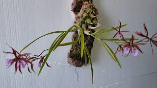 Encyclia bractescens Flores en forma de estrella [upl. by Eilhsa]