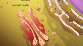 Lysosomes HD Animation [upl. by Ardnuat]