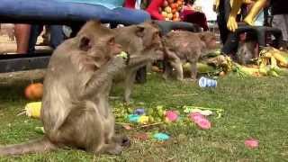 Lopburi Monkey FestivalThailand amp Thai Festival Guide โต๊ะจินพี่จ๋อ ลพบุรี [upl. by Whiney]