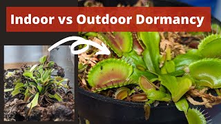 Venus Flytrap Dormancy  How to Keep Your Venus Flytrap Dormant [upl. by Lindie48]