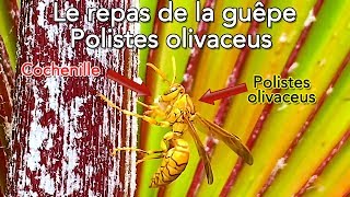 Le repas de la guêpe Polistes olivaceus [upl. by Galloway]