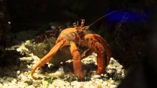 ACQUARIO di GENOVA in HD  DELFINI PINGUINI FOCHE SQUALI amp C IN FONDO AL MARE  382015 [upl. by Lirret883]