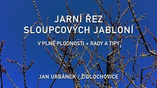 Jarní řez sloupcových jabloní v plné plodnosti  rady a tipy [upl. by Carlynn]