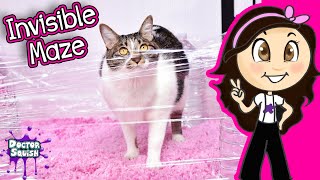 Cat Vs Invisible Maze Adorable Pets Show Docs Playhouse [upl. by Cassi]