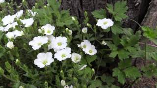 Arenaria montana  BergSandkraut Mountain Sandwort [upl. by Connolly501]