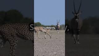 Cheetah Vs Gazelle Speed Meets Agility animalkingdom facts wildlifebattle [upl. by Divad]