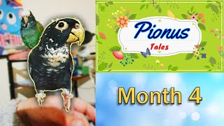 Bronze Wing Pionus Parrot  Preparing For Free Flight  Ep 9 [upl. by Merkle]